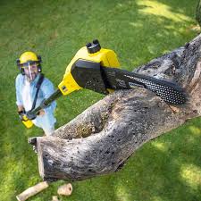 Best Organic Lawn Care Solutions  in Sandy, UT